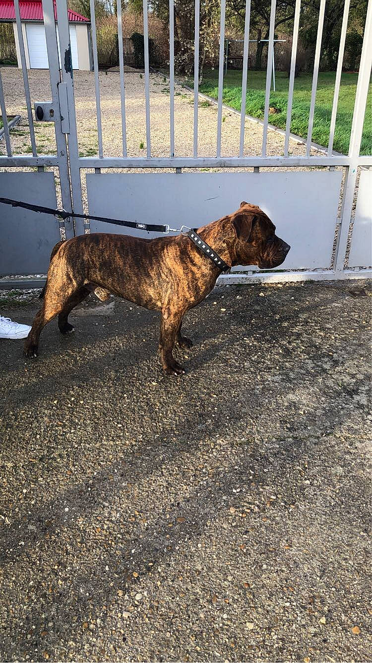 Falco participe au concours pour gagner de l'argent avec cette photo : canidae, carnivore, collar, companion_dog, dog, dog_breed, dog_collar, dog_supply, fawn, fence, home_fencing, leash, liver, pet_supply, road_surface, tail, terrestrial_animal, treeing_tennessee_brindle, working_animal, working_dog