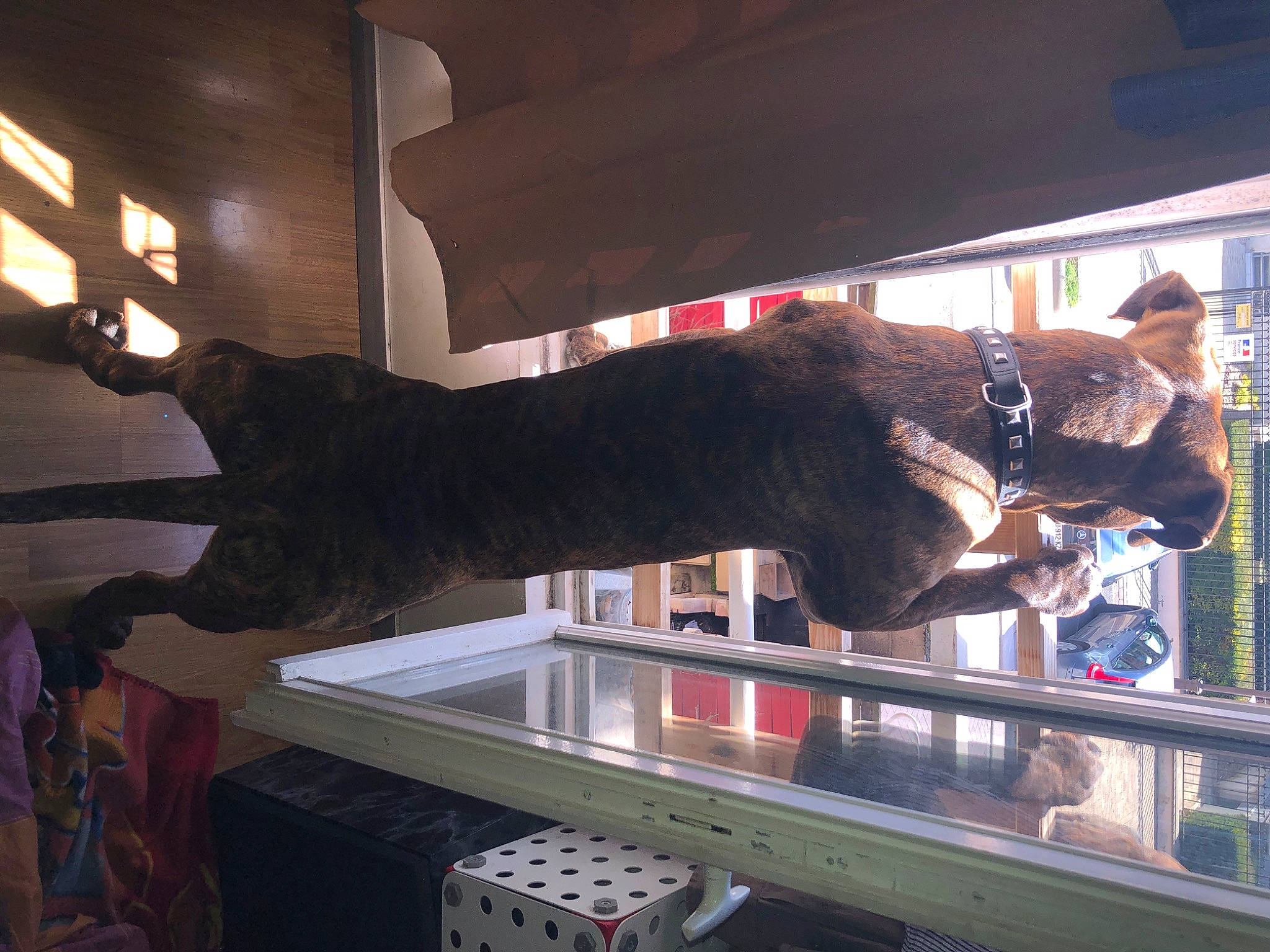 Falco participe au concours pour gagner de l'argent avec cette photo : dinosaur, fun, fur, glass, machine, metal, room, sporting_group, tourist_attraction, window