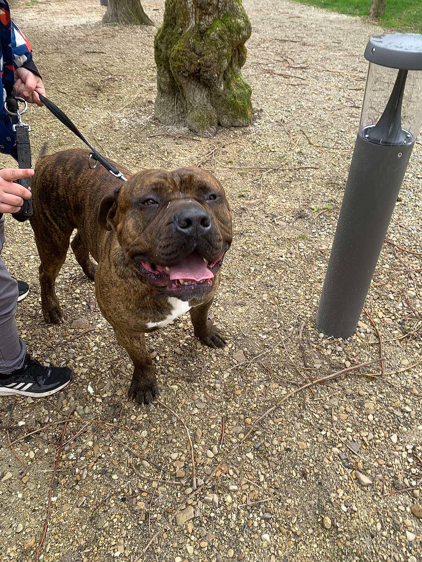 Falco a rejoint le concours — aidez-le/la à gagner de superbes lots ! canidae, carnivore, collar, companion_dog, dog, dog_breed, dog_collar, dog_walking, fawn, grass, leash, non_sporting_group, pet_supply, recreation, snout, soil, sporting_group, working_animal, working_dog, wrinkle