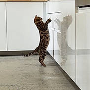Aslan a rejoint le concours — aidez-le/la à gagner de superbes lots ! cat, kitten, spotted_cat, standing, reflection, kitchen, cabinet, floor, curious, pet, animal, indoor, feline, tail, paw, fur_pattern, domestic_cat, white_cabinet, concrete_floor, playful