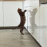 cat, kitten, spotted_cat, standing, reflection, kitchen, cabinet, floor, curious, pet, animal, indoor, feline, tail, paw, fur_pattern, domestic_cat, white_cabinet, concrete_floor, playful