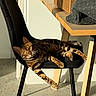 cat, bengal_cat, chair, sunlight, indoor, furniture, wooden_table, patterned_fabric, relaxing, pet, animal, striped, green_eyes, paw, floor, shadow, domestic, cozy, resting, modern_interior