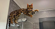 Aslan participe au concours pour gagner de l'argent avec cette photo : animal, bathroom, bengal_cat, cat, climbing, curious, door, feline, glass, indoor, lighting, marble_wall, mirror, modern, paw, person, pet, reflection, shower, wide_eyes