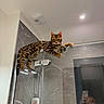 Aslan participe au concours pour gagner de l'argent avec cette photo : cat, bengal_cat, bathroom, glass, shower, climbing, marble_wall, reflection, person, mirror, indoor, pet, curious, wide_eyes, modern, lighting, animal, feline, paw, door