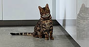 Aslan a rejoint le concours — aidez-le/la à gagner de superbes lots ! cat, bengal_cat, indoor, kitchen, floor, reflection, white_cabinets, curious, pet, animal, feline, striped, sitting, modern, clean, polished_floor, domestic, young_cat, attention, cozy