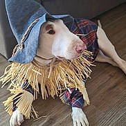 Spudz joined the competition — help win amazing prizes! dog, bull_terrier, pet, scarecrow_costume, costume, blue_hat, plaid_clothing, straw, collar, indoor, living_room, sofa, wood_floor, lying_down, white_fur, animal_portrait, funny, costumed_pet, home, photography