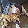 dog, bull_terrier, pet, scarecrow_costume, costume, blue_hat, plaid_clothing, straw, collar, indoor, living_room, sofa, wood_floor, lying_down, white_fur, animal_portrait, funny, costumed_pet, home, photography