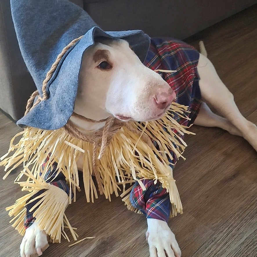 Spudz
