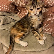Charlotte is registered to the contest to win money with this photo: kitten, cat, tabby, pet, collar, bell, blanket, soft, indoor, cute, young, fur, whiskers, paws, tail, resting, domestic, animal, cozy, curious