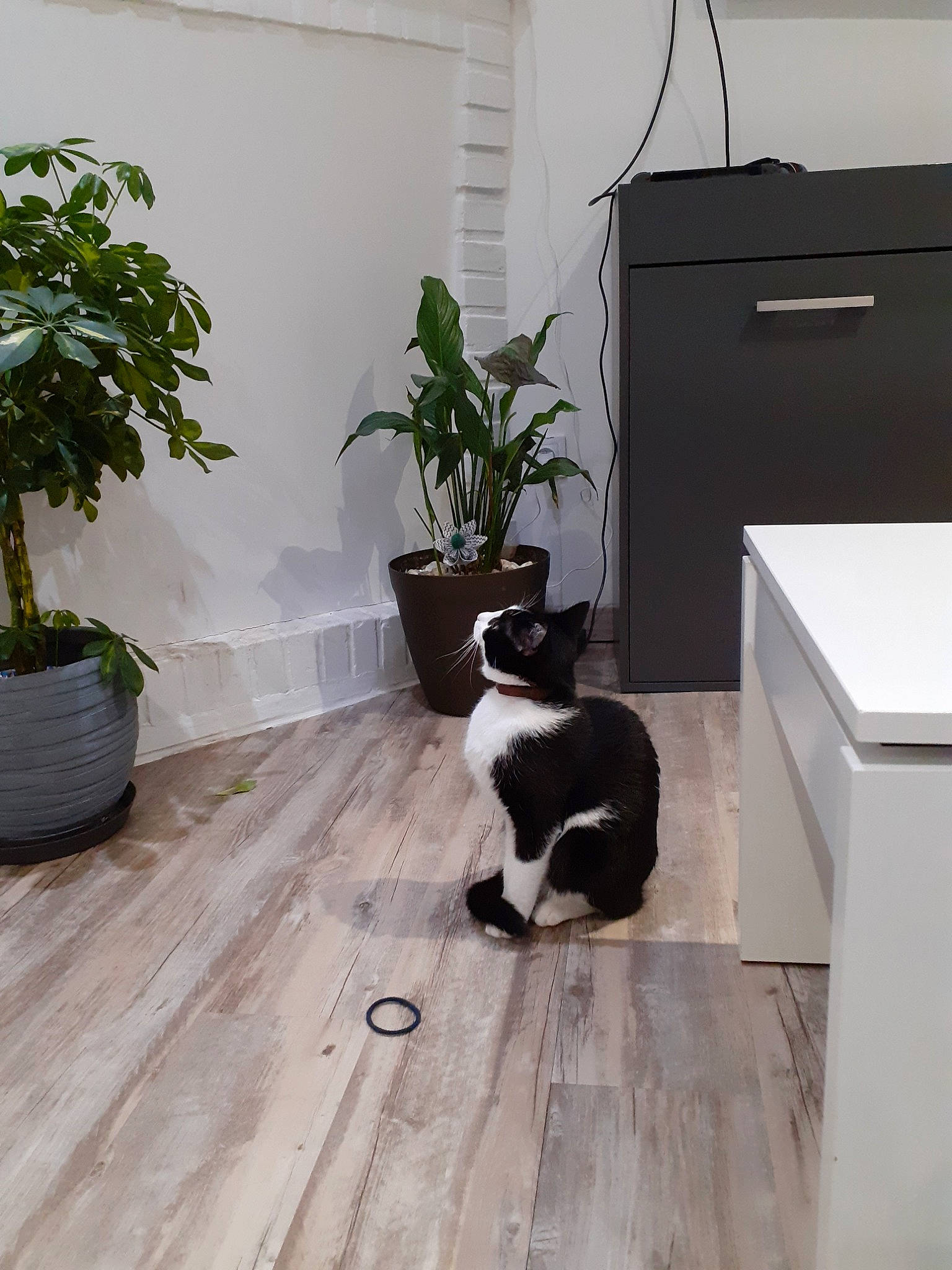 Rillette participe au concours pour gagner de l'argent avec cette photo : carnivore, cat, comfort, felidae, floor, flooring, flowerpot, grey, hardwood, houseplant, laminate_flooring, plant, rectangle, room, small_to_medium_sized_cats, tail, whiskers, wood, wood_flooring, wood_stain