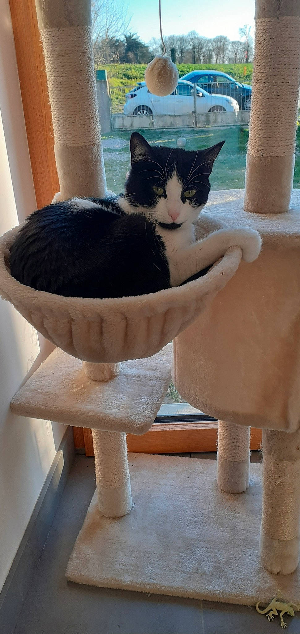 Rillette a rejoint le concours — aidez-le/la à gagner de superbes lots ! car, carnivore, cat, cat_supply, comfort, fawn, felidae, hardwood, outdoor_furniture, pet_supply, plant, small_to_medium_sized_cats, tail, tire, water, wheel, whiskers, white, window, wood