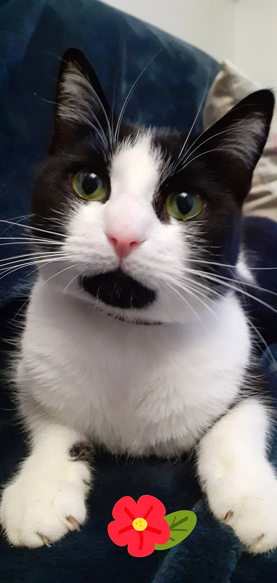 Rillette a rejoint le concours — aidez-le/la à gagner de superbes lots ! carnivore, cat, domestic_short_haired_cat, felidae, fur, iris, monochrome_photography, science, small_to_medium_sized_cats, snout, tail, terrestrial_animal, whiskers
