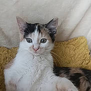 Sushy a rejoint le concours — aidez-le/la à gagner de superbes lots ! kitten, calico, cat, fluffy, yellow_blanket, fur, whiskers, cute, pet, animal, indoor, resting, young, small, mammal, domestic, eyes, paw, relaxed, feline