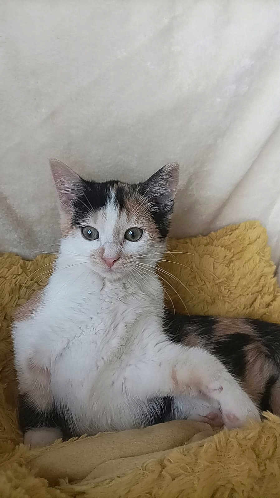 Sushy a rejoint le concours — aidez-le/la à gagner de superbes lots ! kitten, calico, cat, fluffy, yellow_blanket, fur, whiskers, cute, pet, animal, indoor, resting, young, small, mammal, domestic, eyes, paw, relaxed, feline