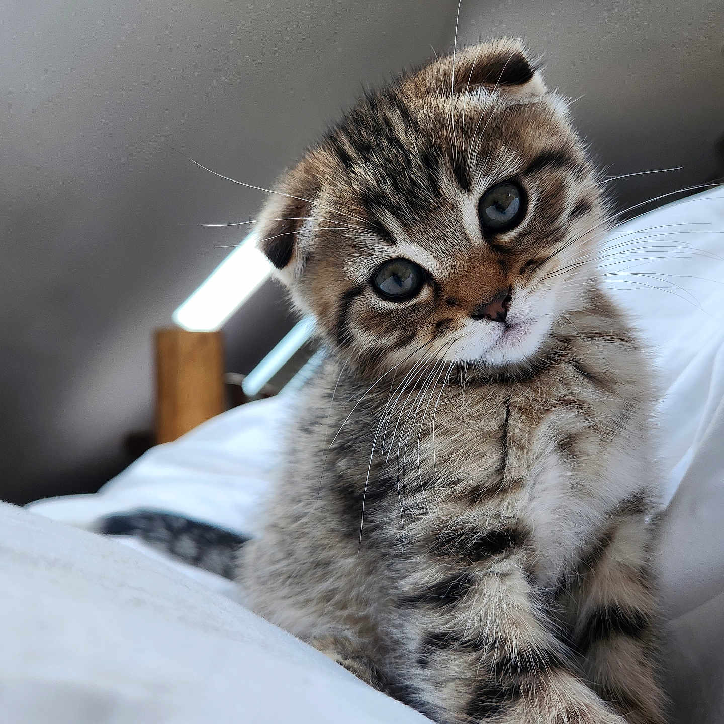 Finley joined the competition — help win amazing prizes! abyssinian, animal, blanket, cat, kitten, manx, ocelot, pet