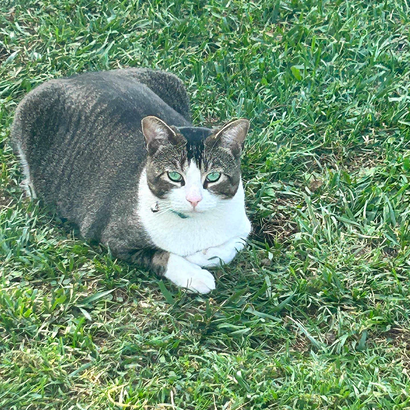 Kitty joined the competition — help win amazing prizes! animal, cat, closeup, collar, daylight, ears, feline, grass, green_eyes, looking_at_camera, lying_down, mammal, nature, outdoor, paws, pet, resting, tabby, whiskers, white