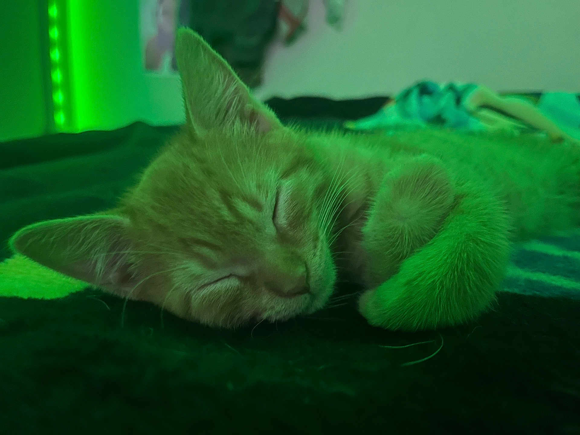 Archie