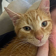 Archie joined the competition — help win amazing prizes! cat, ginger_cat, close_up, whiskers, pet, fur, ears, eyes, face, human_hand, person, indoor, cuddle, animal, cute, feline, young_cat, attention, soft, portrait