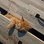 Archie is registered to the contest to win money with this photo: kitten, cat, sleeping, drawer, wood, furniture, orange_cat, pet, cute, cozy, indoor, resting, paw, head, animal, tabby, fur, napping, home, relaxation