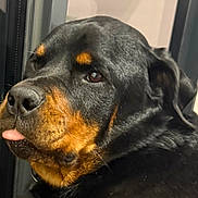 Romy a rejoint le concours — aidez-le/la à gagner de superbes lots ! rottweiler, dog, close_up, tongue_out, pet, indoor, black_fur, brown_markings, animal, cute, face, expression, canine, muzzle, ears, looking_away, portrait, domestic_animal, furry, companion