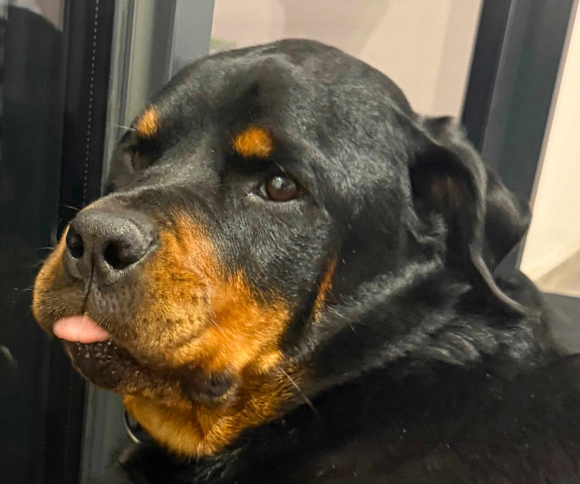 Romy a rejoint le concours — aidez-le/la à gagner de superbes lots ! rottweiler, dog, close_up, tongue_out, pet, indoor, black_fur, brown_markings, animal, cute, face, expression, canine, muzzle, ears, looking_away, portrait, domestic_animal, furry, companion