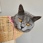 Willow a rejoint le concours — aidez-le/la à gagner de superbes lots ! cat, gray_cat, amber_eyes, basket, woven_basket, string, curious, pet, indoor, close_up, animal, feline, whiskers, ears, face, looking, cute, domestic_cat, soft_background, playful
