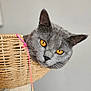 cat, gray_cat, amber_eyes, basket, woven_basket, string, curious, pet, indoor, close_up, animal, feline, whiskers, ears, face, looking, cute, domestic_cat, soft_background, playful