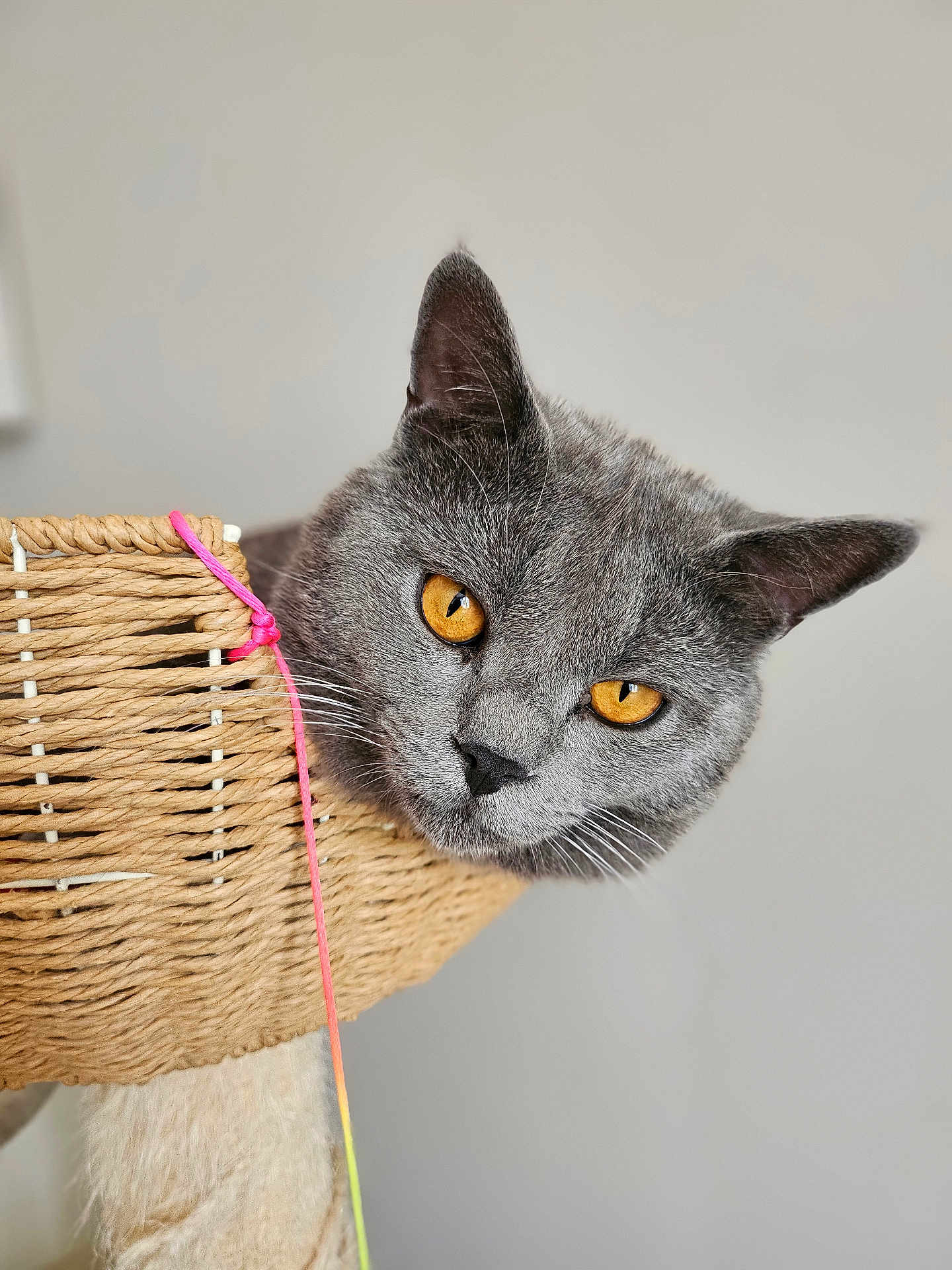 Willow a rejoint le concours — aidez-le/la à gagner de superbes lots ! cat, gray_cat, amber_eyes, basket, woven_basket, string, curious, pet, indoor, close_up, animal, feline, whiskers, ears, face, looking, cute, domestic_cat, soft_background, playful