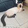 kitten, cat, siamese, pet, indoor, floor, cushion, tile, blue_eyes, feline, young, whiskers, tail, ears, animal, cute, resting, curious, fur, domestic_animal