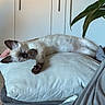 Saō a rejoint le concours — aidez-le/la à gagner de superbes lots ! cat, kitten, siamese, sleeping, pillow, hand, tattoo, indoor, plant, couch, relaxing, feline, white, blue_eyes, fur, paw, face, cozy, home, cabinet