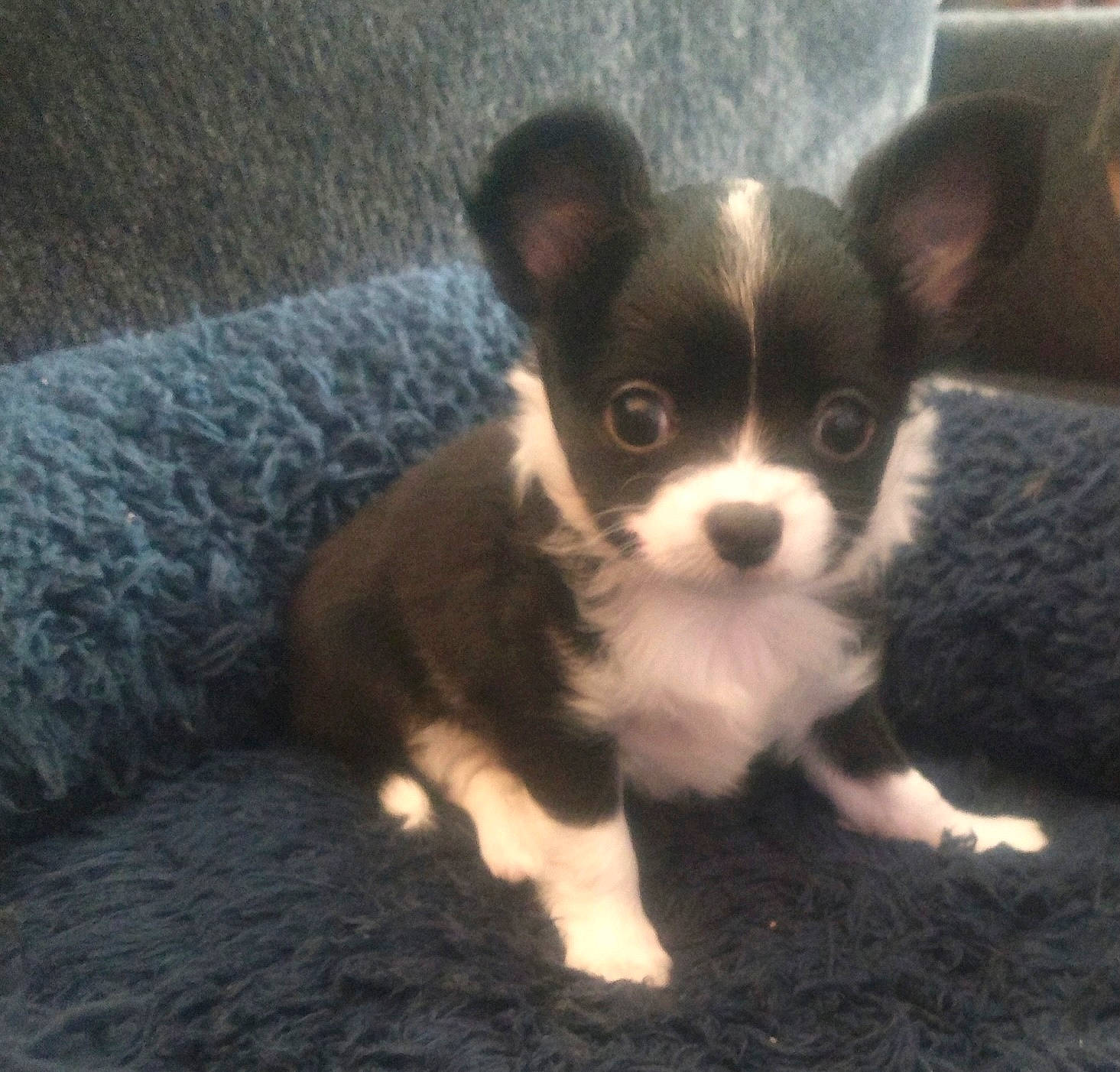 Scooter joined the competition — help win amazing prizes! carnivore, companion_dog, corgi_chihuahua, dog, dog_breed, fur, non_sporting_group, snout, terrestrial_animal, toy_dog, whiskers, working_animal, working_dog