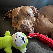 Chloe is registered to the contest to win money with this photo: dog, pet, stuffed_toy, green_toy, rope_toy, brown_dog, couch, resting, closeup, indoor, animal, canine, relaxed, face, head, fur, ears, looking, toy, companion
