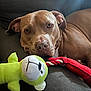 dog, pet, stuffed_toy, green_toy, rope_toy, brown_dog, couch, resting, closeup, indoor, animal, canine, relaxed, face, head, fur, ears, looking, toy, companion