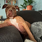 Chloe joined the competition — help win amazing prizes! dog, couch, blanket, indoor, plant, pot, home, relaxed, brown_dog, wall, photograph, decor, furniture, living_room, comfort, pet, animal, resting, cozy, canine