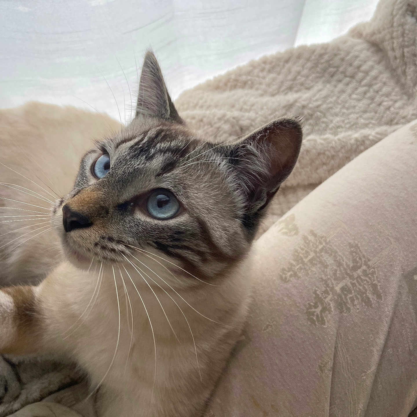 Cam participe au concours pour gagner de l'argent avec cette photo : animal, blanket, blue_eyes, cat, close_up, cozy, cute, ears, fabric, fur, indoor, mammal, pet, portrait, relaxed, resting, soft_light, tabby, whisker, whiskers