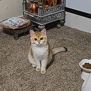 Shanshan joined the competition — help win amazing prizes! cat, carpet, indoor, pet, animal, feline, food_bowl, decor, ornate, copper_pot, furniture, carpeted_floor, tail, ears, whiskers, cute, sitting, alert, home, cozy