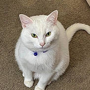 Kizzybelle is registered to the contest to win money with this photo: cat, white_cat, pet, animal, feline, sitting, collar, bell, carpet, indoor, fur, green_eyes, ears, tail, cute, domestic_animal, looking_up, whiskers, pink_nose, alert