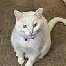 cat, white_cat, pet, animal, feline, sitting, collar, bell, carpet, indoor, fur, green_eyes, ears, tail, cute, domestic_animal, looking_up, whiskers, pink_nose, alert