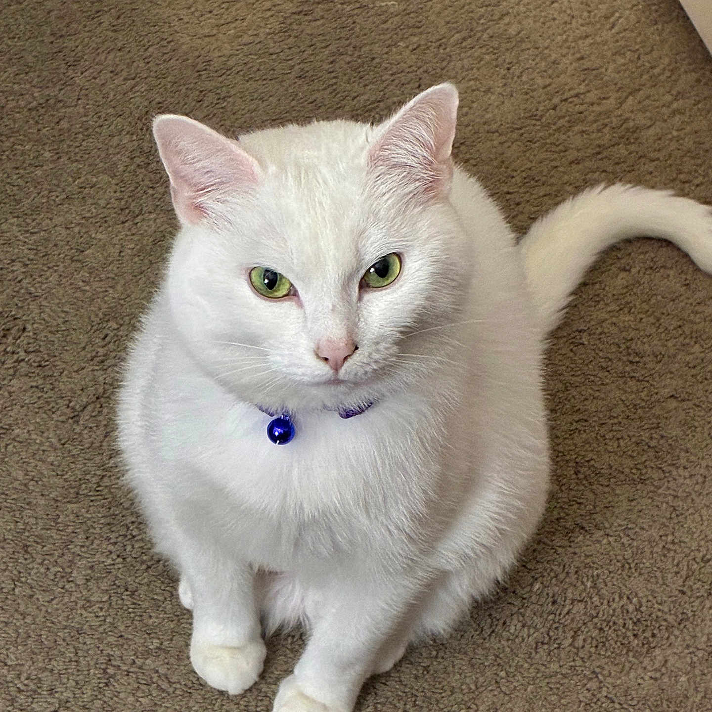 Kizzybelle