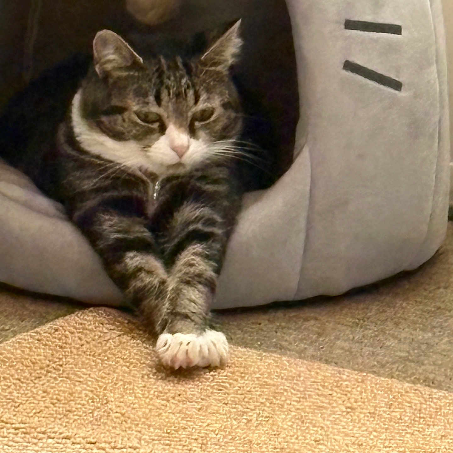 Mea is registered to the contest to win money with this photo: cat, tabby, pet, animal, feline, indoor, cat_bed, plush, stretching, paws, toy, carpet, cozy, relaxed, cute, fur, whiskers, ears, resting, home