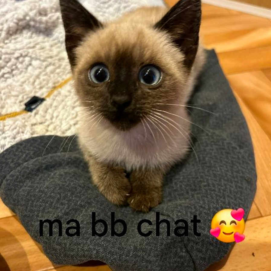 Ciela