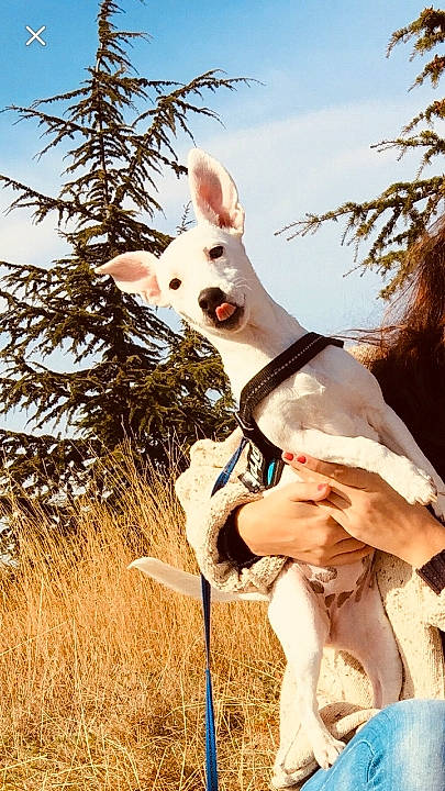 Olinka a rejoint le concours — aidez-le/la à gagner de superbes lots ! berger_blanc_suisse, canidae, dog, dog_breed, fawn, ibizan_hound, kangaroo, macropodidae, mammal, non_sporting_group, snout, white_shepherd