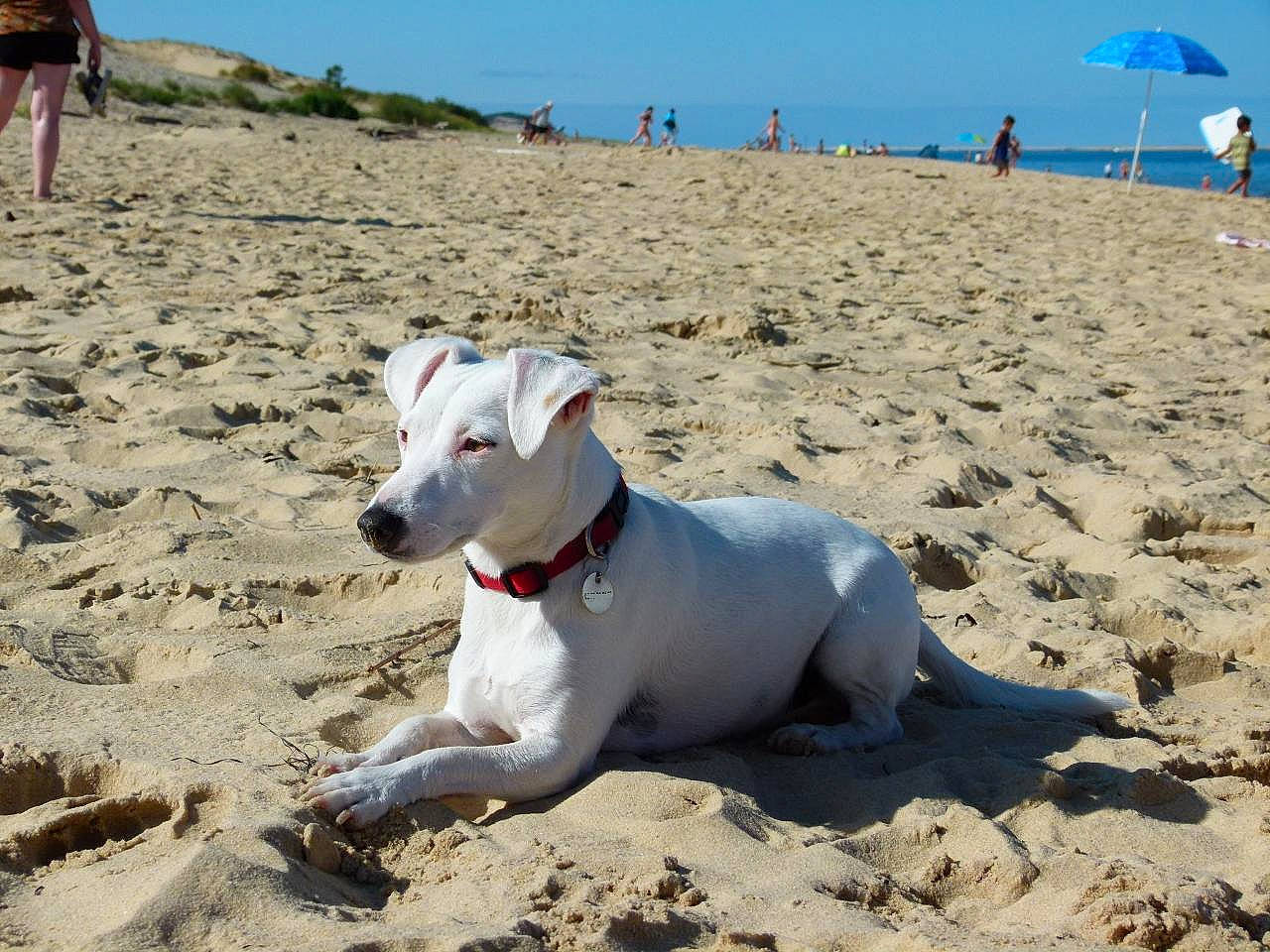 Olinka a rejoint le concours — aidez-le/la à gagner de superbes lots ! beach, canidae, carnivore, cordoba_fighting_dog, dog, dog_breed, dogo_argentino, dogo_guatemalteco, fawn, guard_dog, mammal, non_sporting_group, rare_breed_dog, sand, vacation