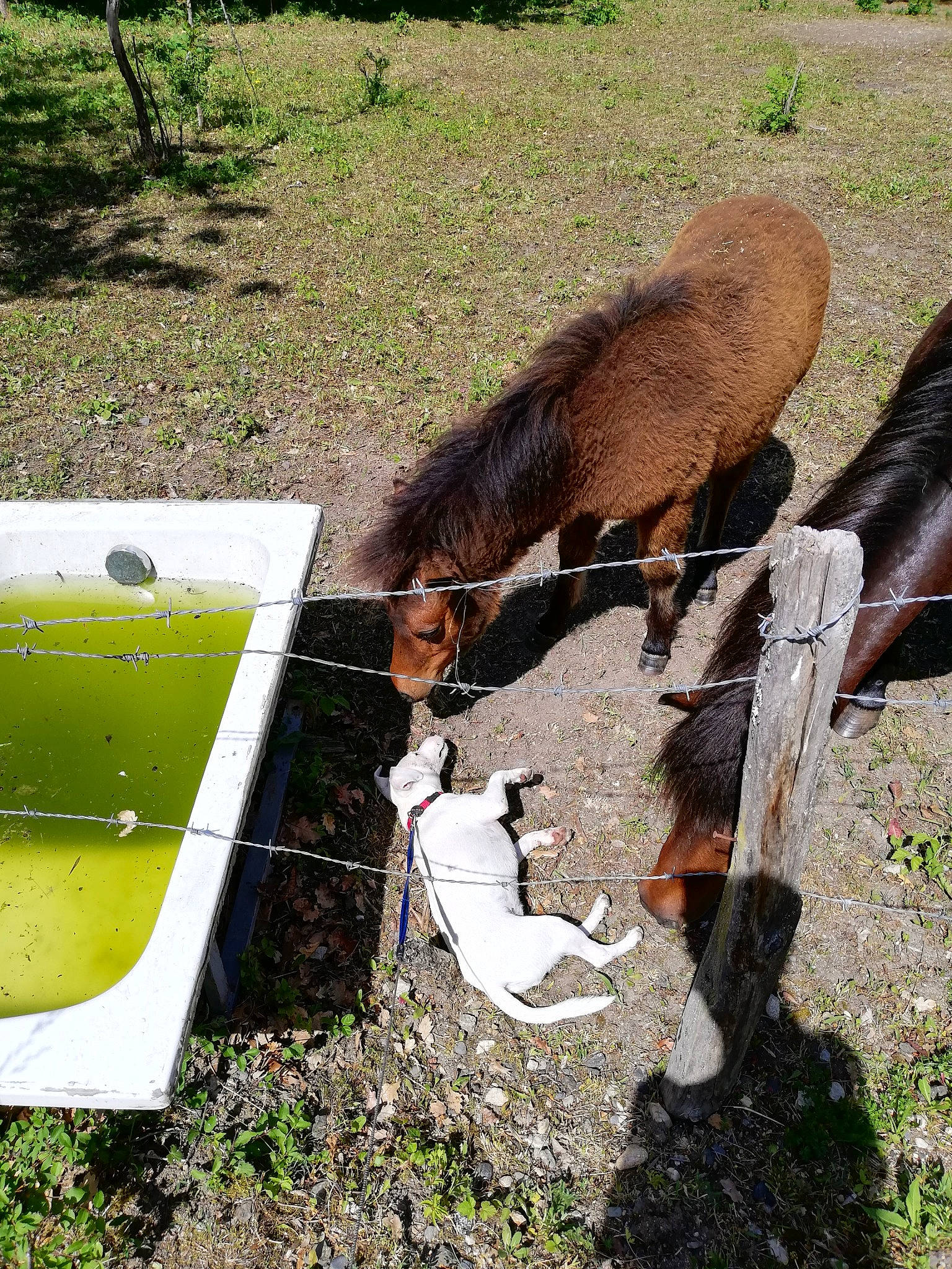 Olinka a rejoint le concours — aidez-le/la à gagner de superbes lots ! foal, grass, horse, livestock, pasture, plant, pony