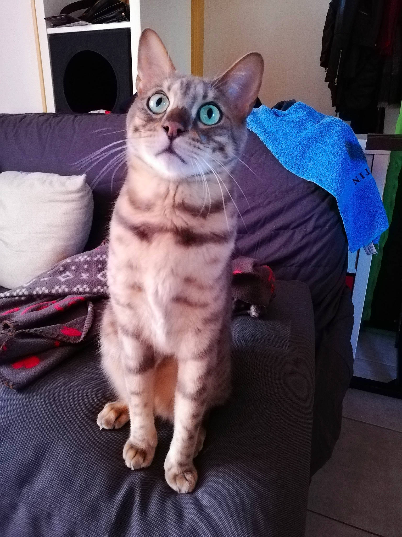 Neptune participe au concours pour gagner de l'argent avec cette photo : american_shorthair, asian, australian_mist, california_spangled, carnivore, cat, domestic_short_haired_cat, european_shorthair, fawn, felidae, german_rex, kitten, mammal, pixie_bob, sitting, small_to_medium_sized_cats, snapshot, tabby_cat, vertebrate, whiskers