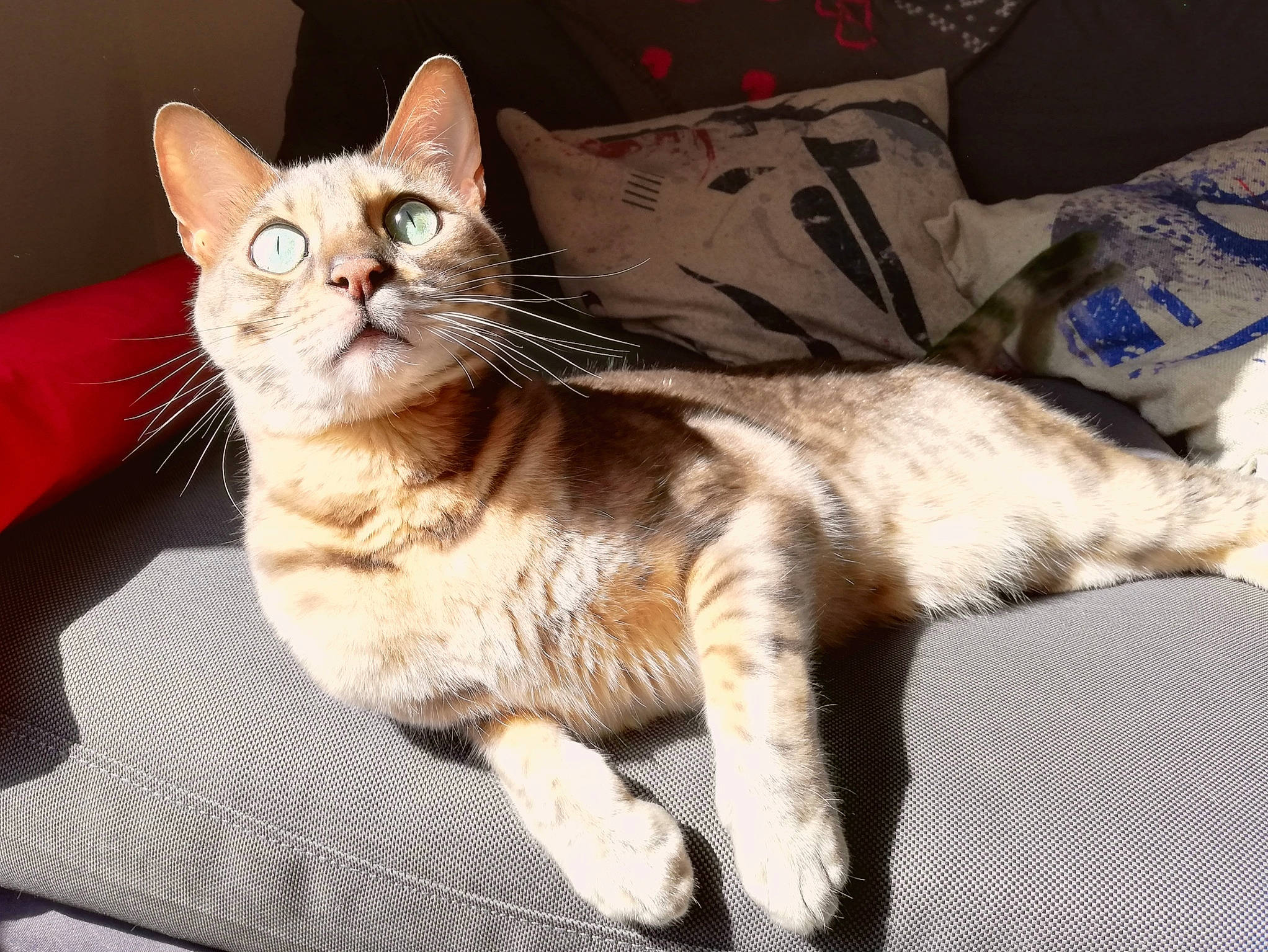 Neptune a rejoint le concours — aidez-le/la à gagner de superbes lots ! aegean_cat, american_shorthair, american_wirehair, arabian_mau, asian, australian_mist, carnivore, cat, domestic_short_haired_cat, dragon_li, european_shorthair, felidae, german_rex, kitten, mammal, ojos_azules, small_to_medium_sized_cats, tabby_cat, vertebrate, whiskers