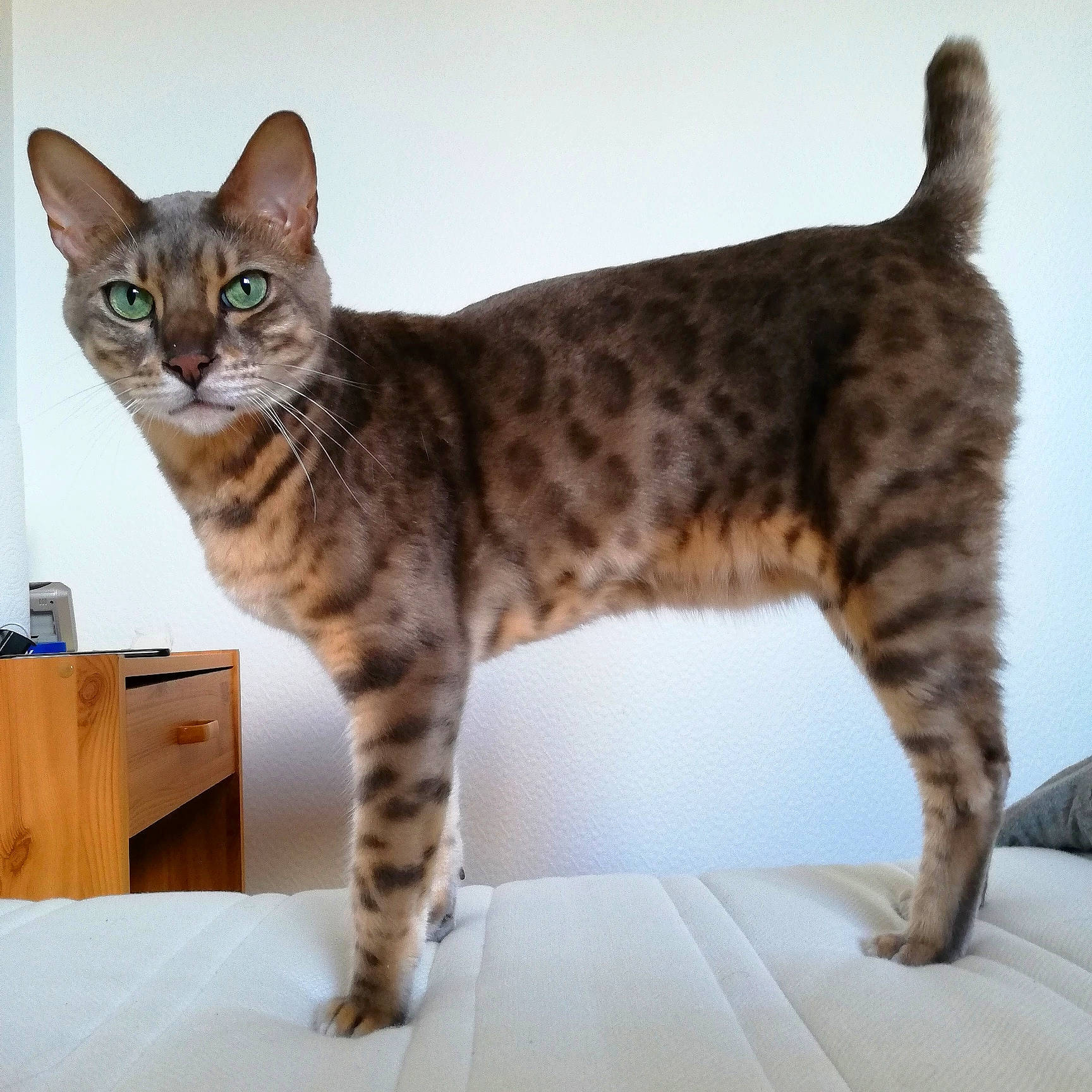 Neptune a rejoint le concours — aidez-le/la à gagner de superbes lots ! arabian_mau, asian, australian_mist, bengal, california_spangled, carnivore, cat, domestic_short_haired_cat, dragon_li, egyptian_mau, european_shorthair, felidae, mammal, ocicat, savannah, small_to_medium_sized_cats, sokoke, tabby_cat, vertebrate, whiskers