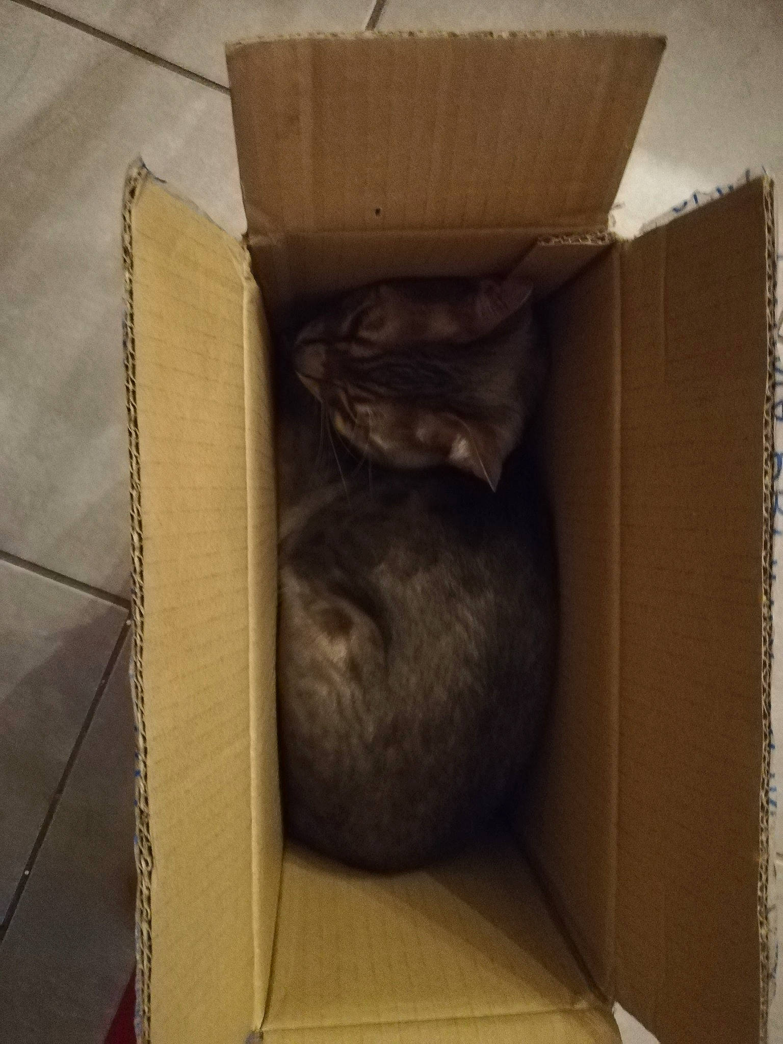 Neptune a rejoint le concours — aidez-le/la à gagner de superbes lots ! box, cardboard, hardwood, packaging_and_labeling, room, wood