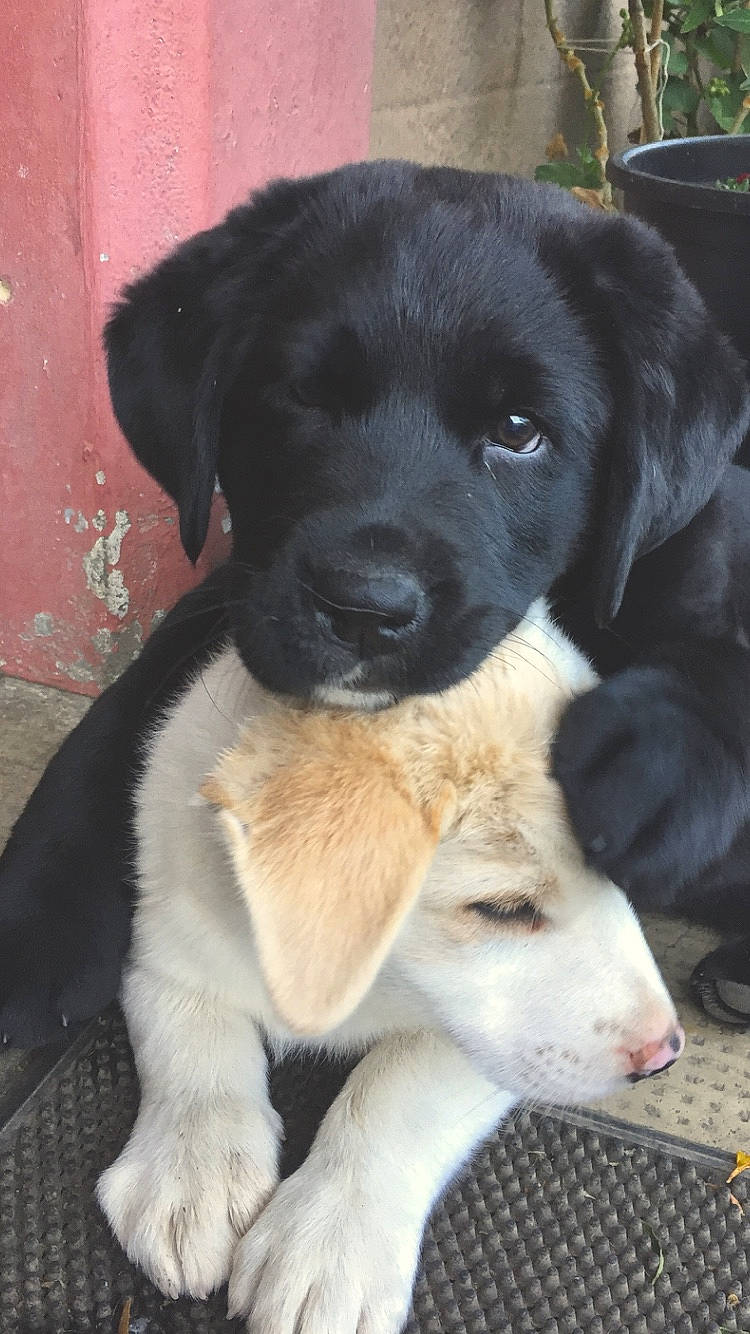 Boo participe au concours pour gagner de l'argent avec cette photo : beagador, borador, canidae, carnivore, companion_dog, dog, dog_breed, fawn, labrador_retriever, mammal, puppy, rare_breed_dog, retriever, snout, sporting_group, stabyhoun, vertebrate