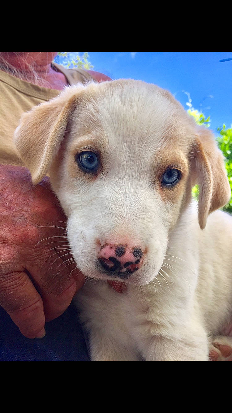 Boo participe au concours pour gagner de l'argent avec cette photo : canidae, carnivore, companion_dog, dog, dog_breed, eye, fawn, iris, labrador_retriever, mammal, nose, puppy, puppy_love, rare_breed_dog, retriever, snout, sporting_group, street_dog, vertebrate, whiskers